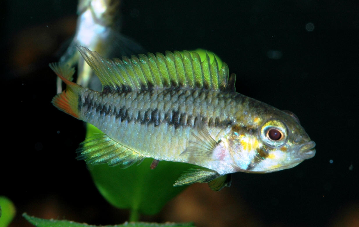 Apistogramma macmasteri